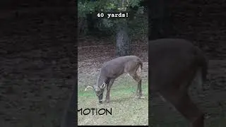 Buck ducks arrow at 40 yards!