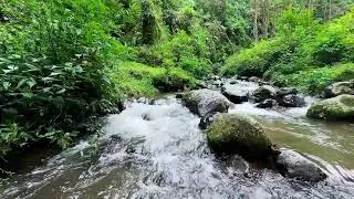 Forest river relaxation reducing noise inside the mind so deep sleep lasts smoothly