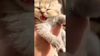 funny cat meow-funny cat meowing🥰🐈#shorts