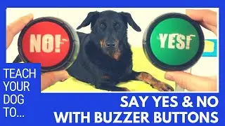 How to teach your dog to say YES and NO with buzzer buttons using positive reinforcement