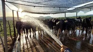 Mostrando nossa sala de ordenha simples que funciona!🐄🚀🙌#fazenda#vacasdeleite #ordenha