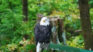 Simply Amazing Sitka Tour - Sitka, Alaska