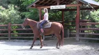 Matt - Kid safe horse