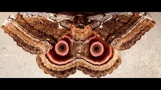 Beautiful Owl Butterflies With Eyespots On The Wings In Kimana Kajiado County Kenya Travels Document