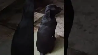 #cute #dog #snobi #doglover #youtubeshorts