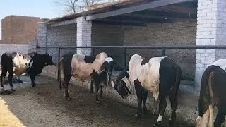 Mashallah bohat he piyary bull qurbani KY Lia MALIK cattle farm sy #dairyfarming #dairyherd #bull 