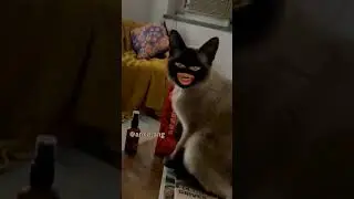 the cat 🐱 king finnny