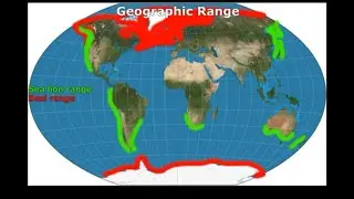 An Educational Video for The Uneducated Pathological Liars of YouTube #NickyNoo #Blob #SealorSeaLion