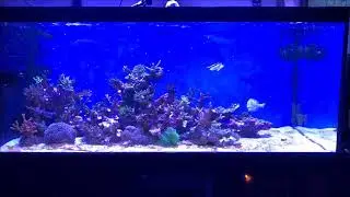 Coral Box QP-9 Powerheads