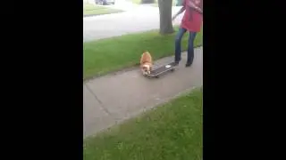 Coach skatebording