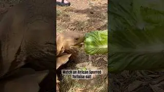 Watch an African Spurred Tortoise Eat |Human like tongue | African Sulcata #tortoise #funfacts