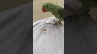 mt love's to eat almond #youtubeshort #parrot #bird