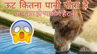 Capacity Of a Camel to drink water😱/amazin fact/BR Factpad/Baijnath Pandit/#shorts