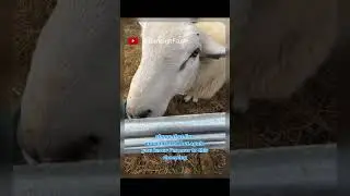 Maverick our Top Ram #texel #ram #sheep #sheepfarming #farming #farmlife #farm #shorts