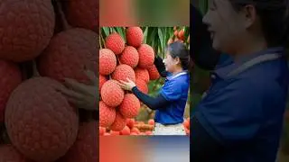 Harvest lychee and goes to market sale #lychee#harvest#tropicalfruit#khuongbushcraft#food