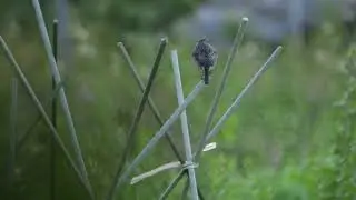 灰林䳭 Grey Bush Chat 