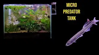 The micro Predator and Shrimp Forest Aquascape