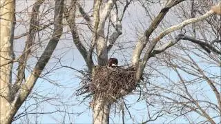Nesting Eagles Change Places in Greenfield, Indiana