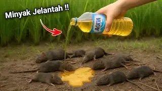 RATUSAN TIKUS LENYAP dalam semalam‼️