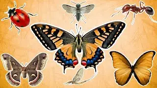 Learn Insects Animal for Toddler with English