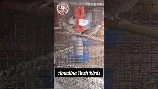 Exotic Finch Birds Sale. Masked Finch Birds, Cutthroat Finch Birds, Amadina Finch Birds Sale...
