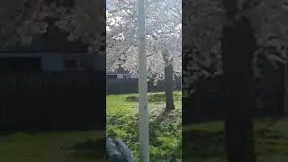 Spring in THE HAGUE
