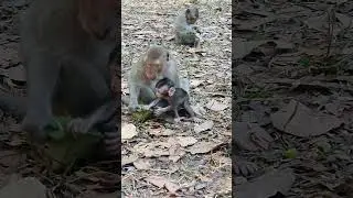 #MonkeyFunnyvideo #Новорожденная обезьянка такая милая такая милая #Newborn monkey  #Eps47  #shorts