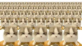 chinese cat x10000000