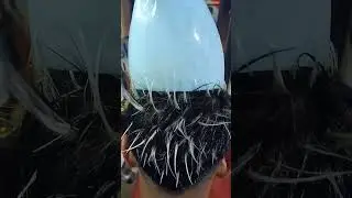 hair colour Highlight ash blonde white #shortyoutube #hairstyle #barbershop
