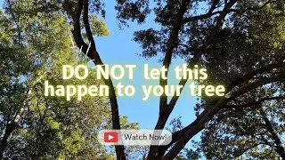 Lion Tail Pruning | DO NOT let this happen to your tree(s) #arborist #treework #pruning #trees