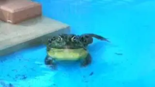 Giant African Bullfrog outdoor croak