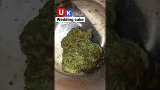 Uk wedding cake strain | Balaclavabuds