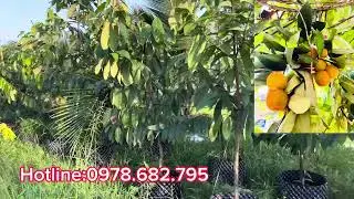 Vườn cung cấp cây giống đào hồng nhung giá tận vườn 0978.682.795 tư vấn