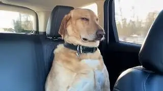 When God Sends You the Funniest Big Dog 😂 Funny Dog Videos 2026 1