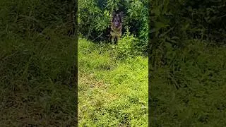 #germanshepherd #germandogs #doglife #dogbreeds #shortvideo #shorts #dogvideos #dogtraining