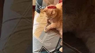 This Cat Has Ninja skills 😼🥷#trollface #fyp #cat #shorts #edit #viral #catlovers #funnycats