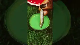 Fish Fry Recipe Cooking 😜#shorts #ytshorts #streetfood #minikitchen #food #fishfry #fish #recipe