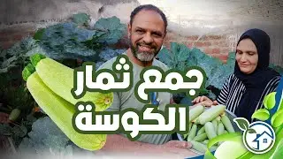 وأخيرا هنجمع القرع أو الكوسه من على السطح