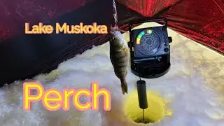 Ice Fishing Yellow Perch - Crazy Action ( lake Muskoka )