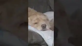 콩자 너무졸려요