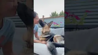 &ldquo;You should not let your dog lick your face&rdquo; #short #shortvideo