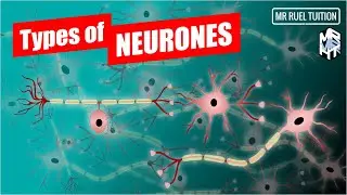 Types of Neurones and their Functions