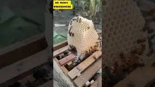🤔இது தெரியாமல் தேனீ பெட்டிகளை வாங்க வேண்டாம் #aohoney #beehoney #beekeepingadventure