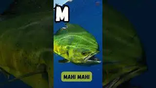 A to Z Sea Animal Phonics Song for Kids 🐟🦑| Learn Ocean ABC Creatures | UZR Kids #shorts #viralvideo