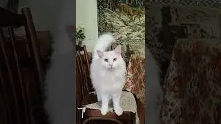 speaking cat with different eyes говорящий кот с разными глазами