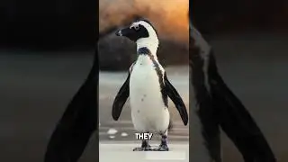 I Bet You Didn't Know These 5 Interesting Penguin Facts!