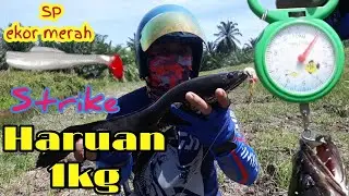 Umpan Ekor merah strike haruan 1kg|MANCING haruan gabus or fishing snakehead