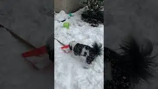 Neighborly Fun