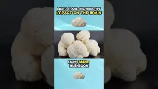 Lion's Mane Mushroom Impact on the Brain