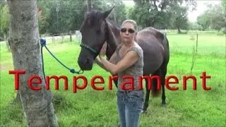 How To Buy Your First Horse a Step By Step Guide  part 1